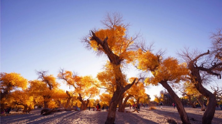 踏歌而行，文旅融合綻芳華——甘肅文旅產(chǎn)業(yè)集團六年發(fā)展紀實